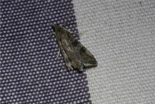 Nomophila noctuella