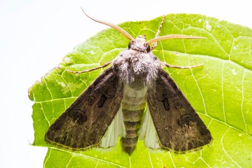 Agrotis bigramma