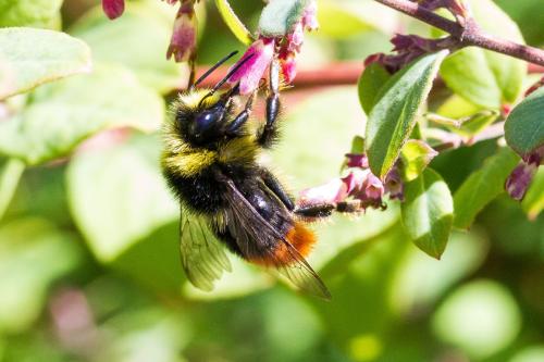 Bombus lapidarius