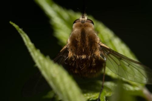 Bombylius sp.