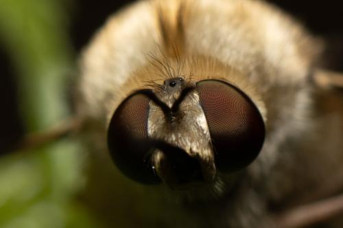 Bombylius sp.