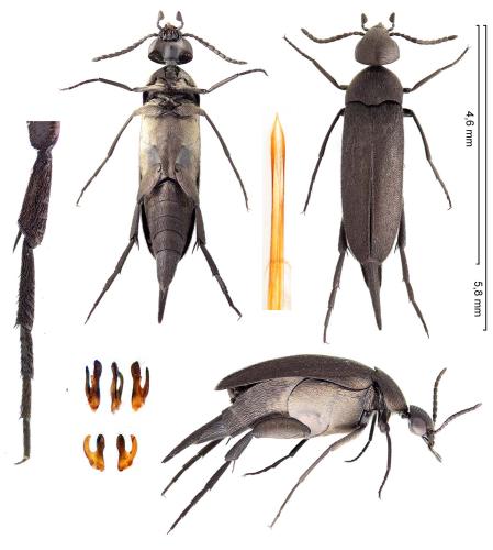 Mordellistena pumila