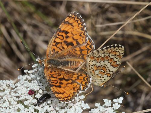 Melitaea phoebe