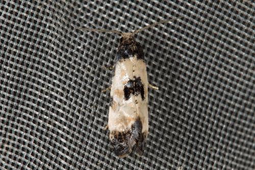 Cochylis dubitana