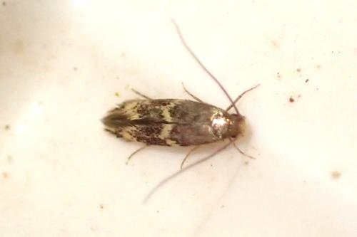 Oinophila v-flava