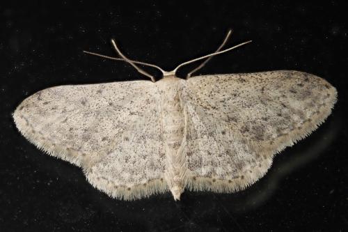 Idaea seriata