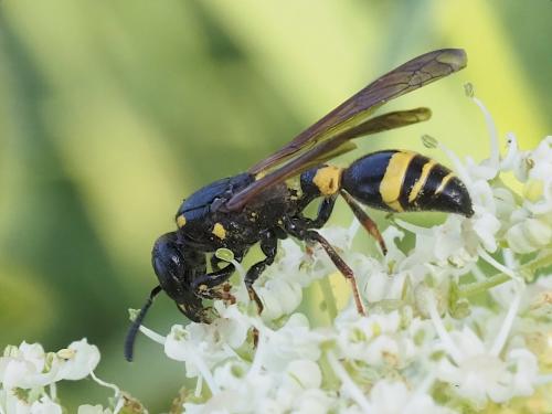 Discoelius dufourii
