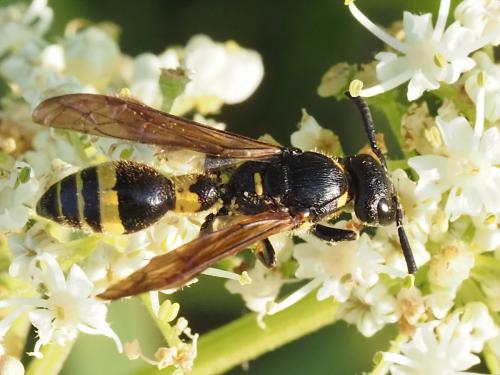 Discoelius dufourii