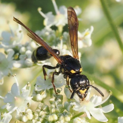 Discoelius dufourii