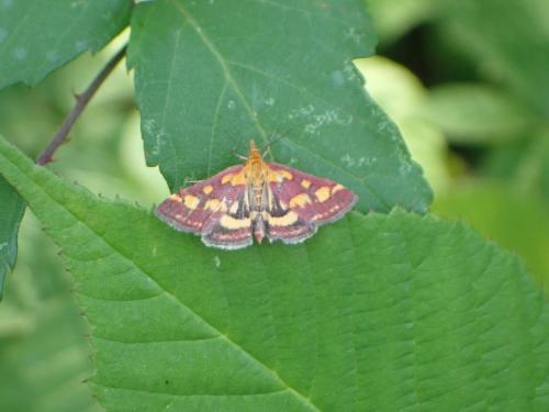 Pyrausta purpuralis