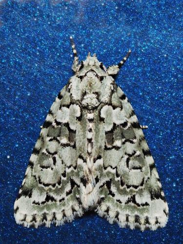 Nyctobrya muralis