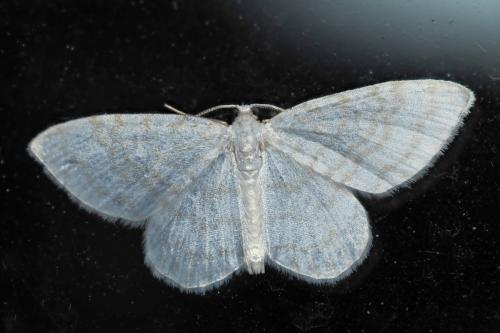 Asthena albulata