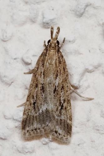 Eudonia pallida