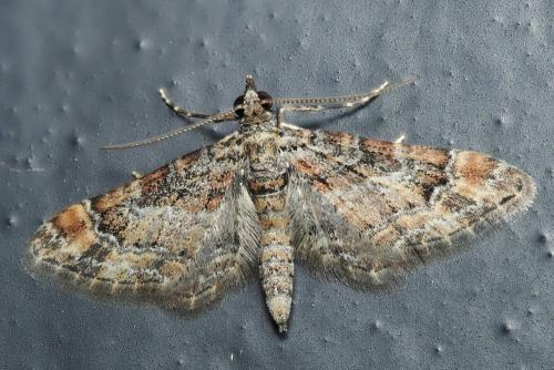 Gymnoscelis rufifasciata