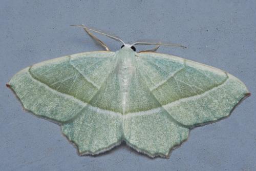 Campaea margaritaria