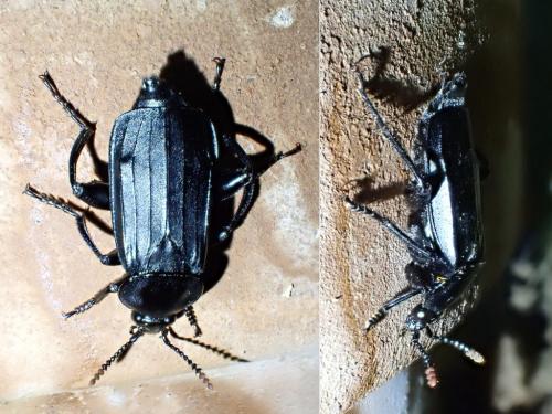 Necrodes littoralis