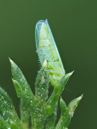 Réf. 363 639 : Chlorita paolii