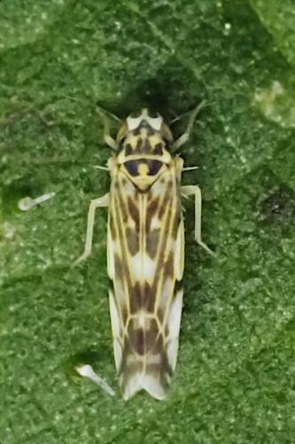 Réf. 363 420 : Eupteryx (calcatara-urticae)