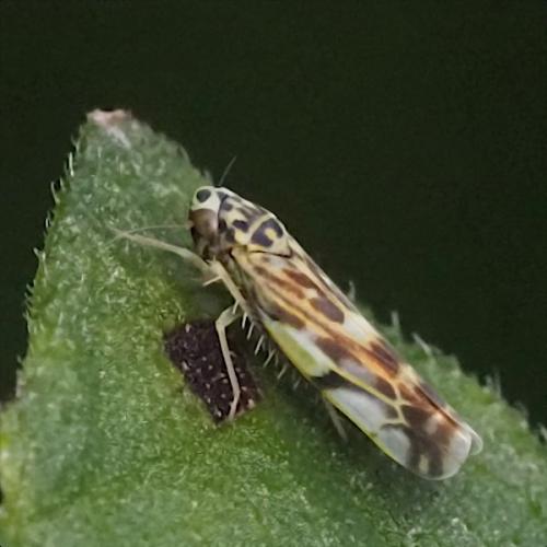 Réf. 363 421 : Eupteryx (calcatara-urticae)