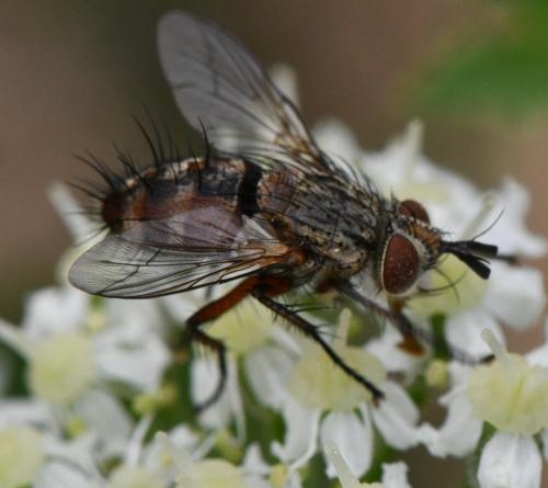 www.galerie-insecte.org/galerie/image/dos363/big/Tach%2013%20190825.jpg