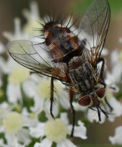 www.galerie-insecte.org/galerie/image/dos363/big/Tach%20190825.jpg