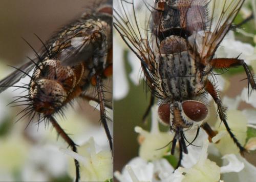 www.galerie-insecte.org/galerie/image/dos363/big/Tachin%20190825.jpg