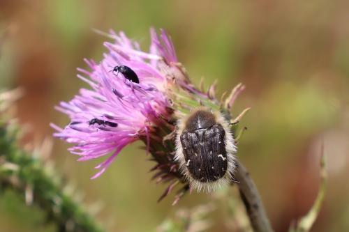 Tropinota hirta