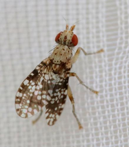 Trypetoptera punctulata