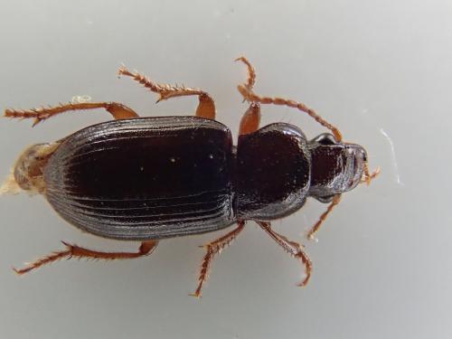 Ophonus brevicollis