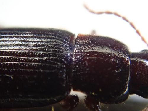 Ophonus brevicollis