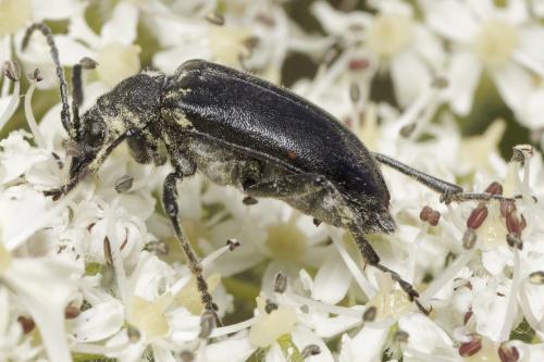 Brachyta interrogationis