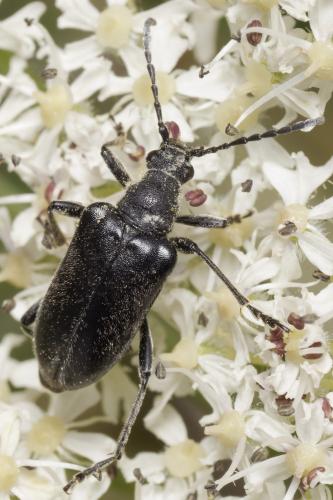 Brachyta interrogationis