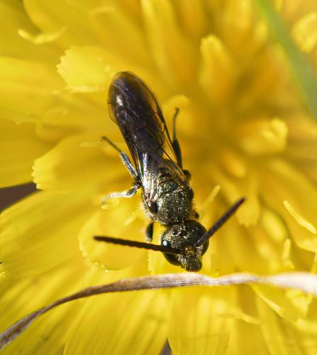 Lasioglossum morio