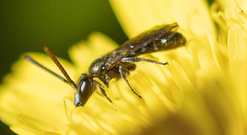 Lasioglossum morio