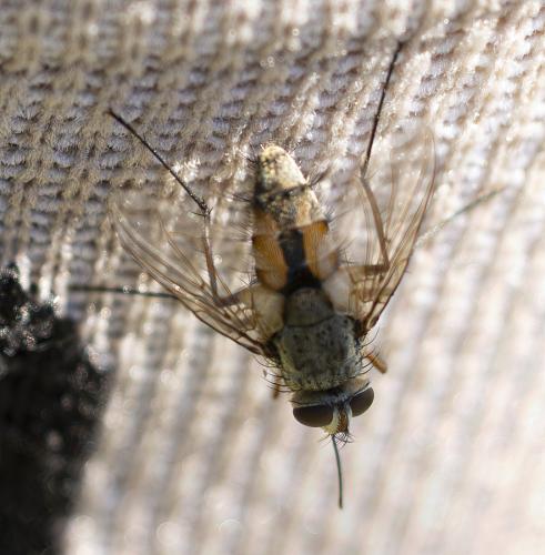 Prosena siberita
