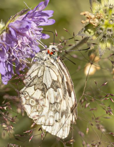 Melanargia galathea