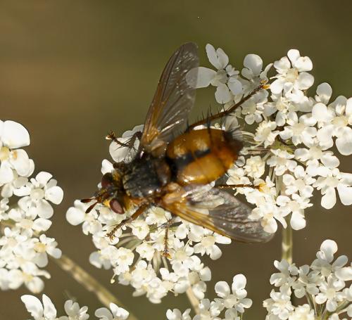 Tachina sp.