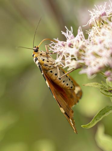 Réf. 363 430 : Euplagia quadripunctaria