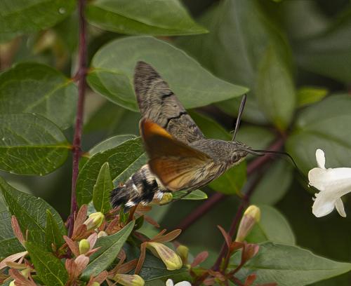 Macroglossum stellatarum