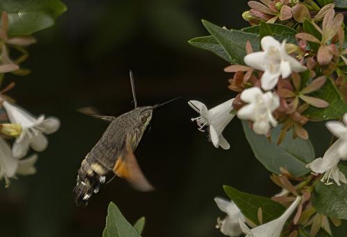 Macroglossum stellatarum