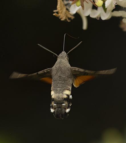 Macroglossum stellatarum