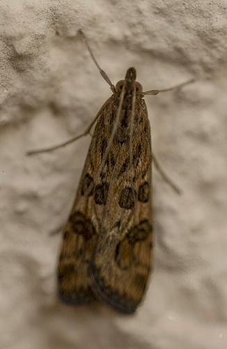 Nomophila noctuella