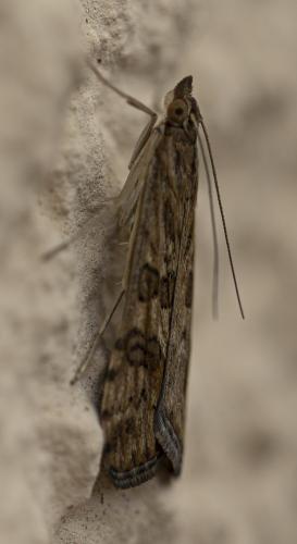 Nomophila noctuella