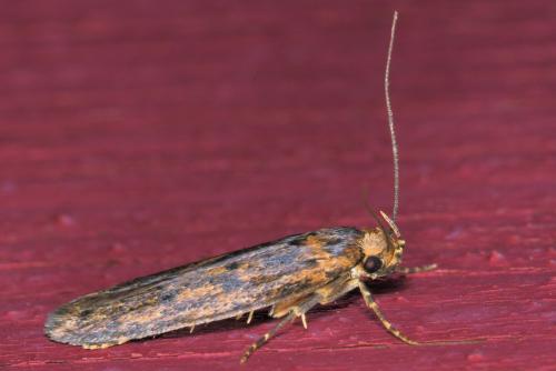 Hofmannophila pseudospretella