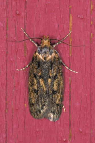 Réf. 363 453 : Hofmannophila pseudospretella