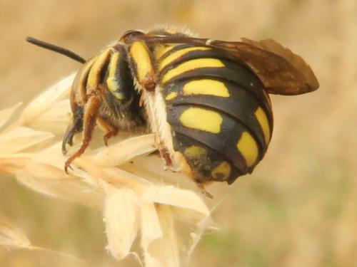 Anthidium florentinum