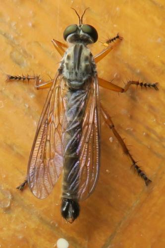 Neomochtherus schineri
