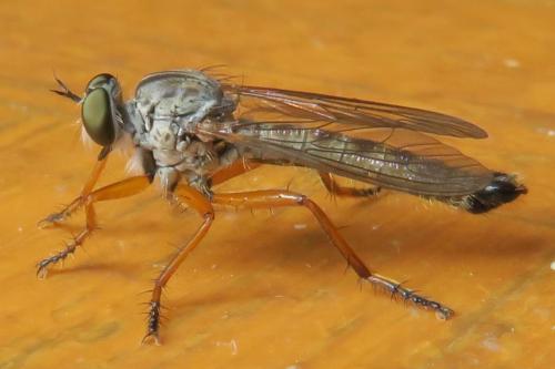 Neomochtherus schineri