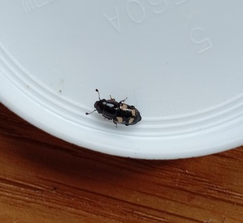 Glischrochilus sp.