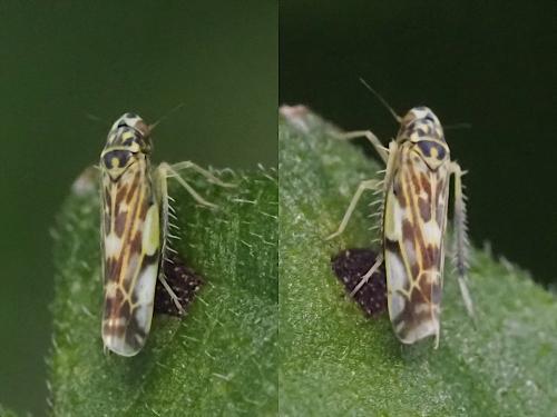 Réf. 363 422 : Eupteryx (calcatara-urticae)